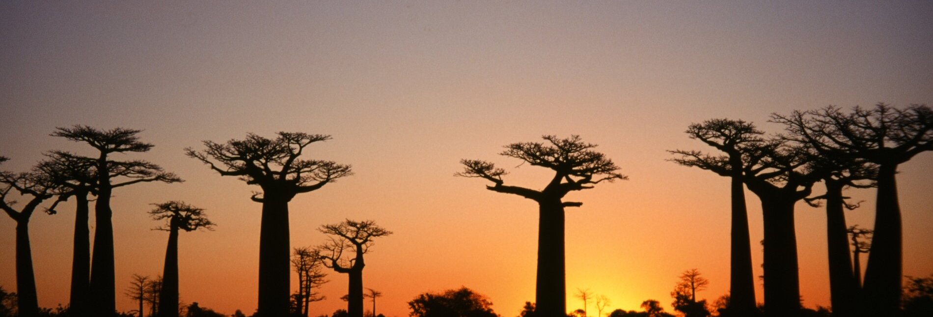 Baobab nahe Morondava