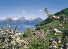 Apfelblüte am Hardangerfjord