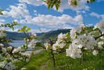 Apfelblüte im Hardangerfjord